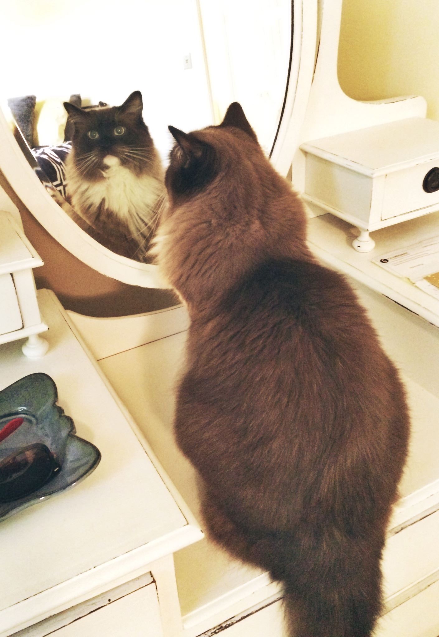 cat looking in mirror