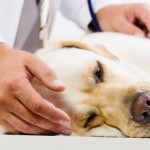 vet petting dog in pain