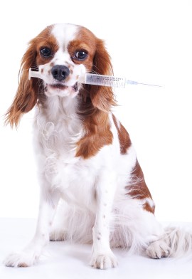 dog with needle in mouth
