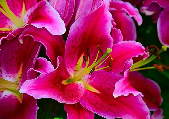 close up of pink lilies