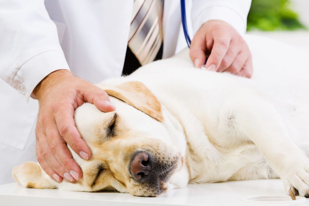 vet petting sick dog