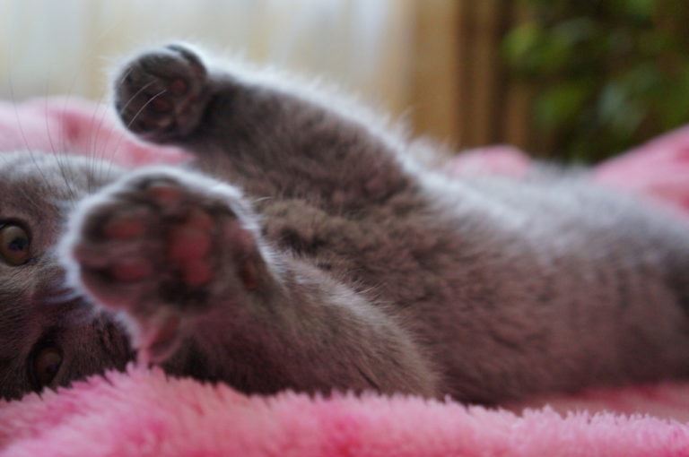kitten laying down on pink blanket