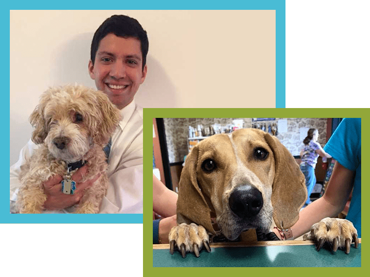 Fluffy golden dog being held by our vet and another dog with paws on the counter hoping for a treat at Shippensburg Animal Hospital.
